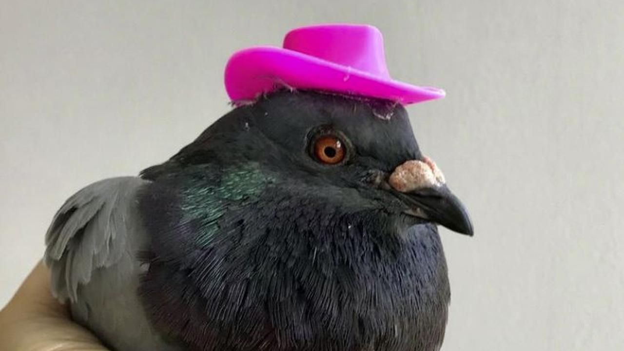 Hats glued to pigeons in Amsterdam: 'Not a funny action' | animals