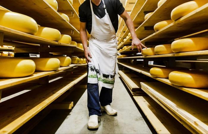 Thieves steal 230 kilos of cheese from parked truck in Germany | NOW