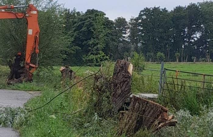 Angry farmers cut down 100 old trees out of frustration and hang a wooden cow on a tractor | Gouda