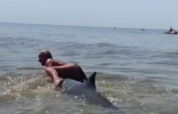 Police looking for woman who climbed on dolphin’s back in Zandvoort