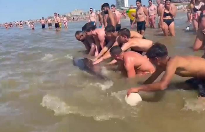 Woman climbs on dolphin’s back at Zandvoort: ‘Animal could have died’ | animals