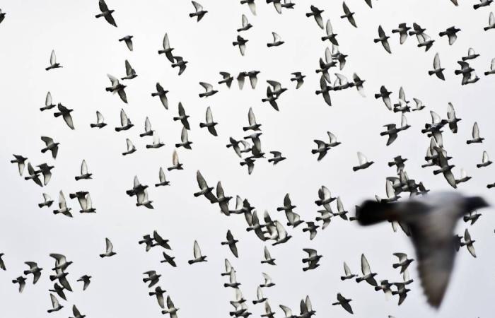 Pigeon drama threatens by thunderstorm: thousands of animals wander off