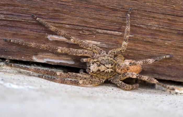 False wolf spider has settled in the Netherlands and reproduces here | animals