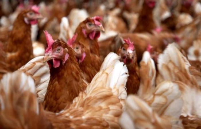 Barneveld secondary school affected by bird flu