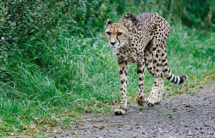 German boy (17) bitten by cheetah in Safari Park Beekse Bergen | NOW