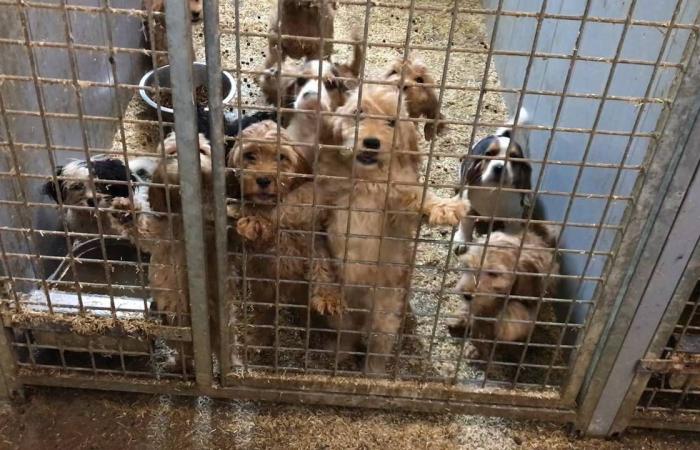 Notorious dog breeder must stop, shelter sought for 400 animals