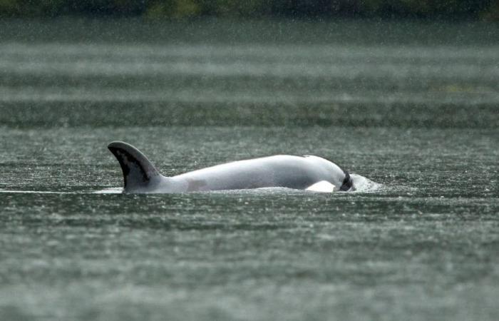 Young orca released from shallow lagoon in Canada after weeks of struggle | Animals
