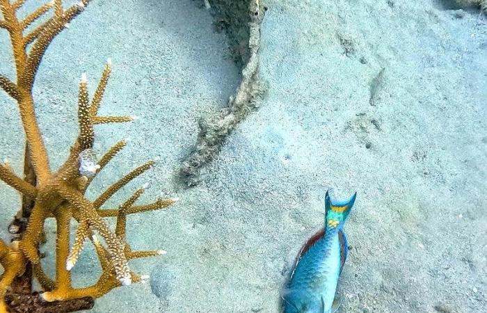 Carmabi calls on divers and snorkelers after finding dead parrotfish