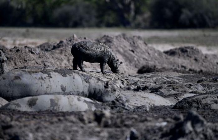 Stuck in the mud: hippos at risk of dying due to massive drought in Botswana | Abroad