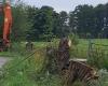 Angry farmers cut down 100 old trees out of frustration and hang a wooden cow on a tractor | Gouda