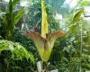 Giant penis plant in bloom again after ten years in Hortus Leiden | Inland