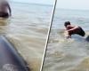 Woman who climbed on beaked whale at Zandvoort reports | Inland