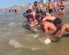 Woman climbs on dolphin’s back at Zandvoort: ‘Animal could have died’ | animals
