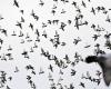 Pigeon drama threatens by thunderstorm: thousands of animals wander off