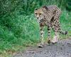 German boy (17) bitten by cheetah in Safari Park Beekse Bergen | NOW