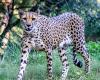 Boy (17) grabbed by cheetah in Beekse Bergen Safari Park