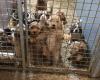 Notorious dog breeder must stop, shelter sought for 400 animals