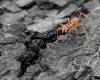 Ants driven out of US habitat by climate change