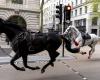 Royal horses run amok in central London