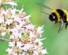The Netherlands is losing plants that depend on pollination by insects | Tech and Science