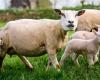 Q fever diagnosed at Dutch dairy sheep farm for the first time since 2016 | Domestic