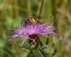 Decline of insect-pollinated plants in the Netherlands – Early Birds