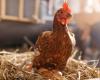 The obligation to keep poultry in cages has been withdrawn throughout the Netherlands