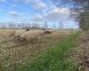 Meeting for provincial sheep farmers: ‘It’s 2 to 12’