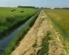 Water board does not make mowing paths available for Common Agricultural Policy (CAP)