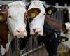 Farmers’ proposal: voluntary reduction in dairy cattle to provide relief in the manure crisis | Domestic