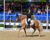 Ponyforum: Average 47,800 euros, auction top to the Netherlands
