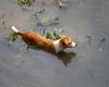 Flood in Limburg leads to new foundation to care for animals…
