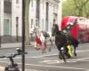 Video: Horses run wild in central London, one seriously bloodied