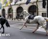 Four injured after runaway military horses bolted in central London