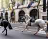 Several injured by horses running wild in central London | Abroad