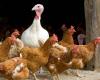 Hardly any infections with bird flu in the Netherlands, housing obligation revoked | Animals
