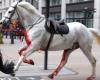 Condition of two royal horses that ran amok in London ‘very serious’ | Abroad