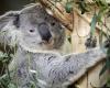 Koalas seen for the first time in the Netherlands: ‘How cute’ (video) – Nieuwsblad De Kaap