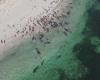 160 pilot whales washed up on beach in Western Australia