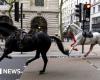London horses: Two in serious condition after bolting