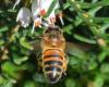 More bees counted during National Bee Count – Early Birds