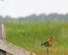 Bird watching lesson for citizens in Brabant meadow