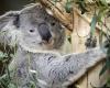 Koalas seen for the first time in the Netherlands: ‘How cute’ (video)