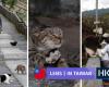 Felines bring tourism boost to Taiwan village