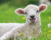 The good news this week: sheep (keepers) relieved and thousands of ribbons | Good news