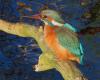 Fascinating fifth national kingfisher day: an average of forty breeding sites in Drenthe