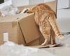 Cat accidentally sent to California by mail found healthy | Animals