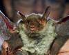 Cavity wall insulation market collapsed due to bats, industry comes up with surprising solution | Domestic