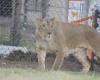 Ukrainian lion moves from Frisian shelter to South African reserve | Animals