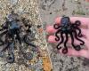 13-year-old boy finds ‘holy grail’ among beachcombers: rare Lego octopus | Abroad
